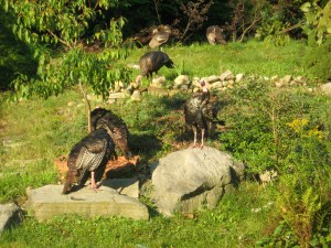 Remote underwriting turkeys