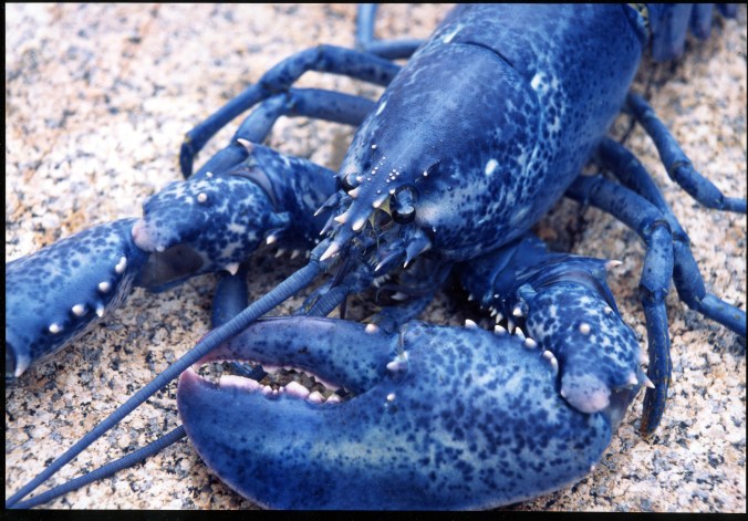 The Lobster Institute's Photo of the Month April 2002 by Leslie Ricker